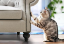 【Hướng Dẫn】+3 Cách Khắc Phục Sofa Da Bị Mèo Cào Hiệu Quả Nhất