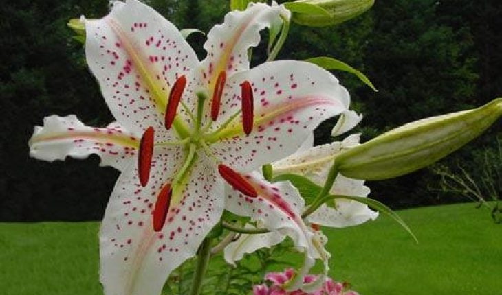 Ý nghĩa của hoa Ly và hoa Lily - 10+ điều "bí ẩn" có thể bạn chưa biết