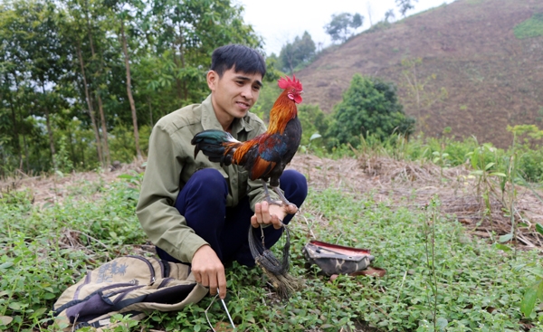 Theo chân những người bẫy gà rừng | Nhật ký điện tử Lào Cai