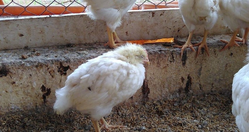 Nguyên nhân và cách điều trị bệnh Gumboro ở gà