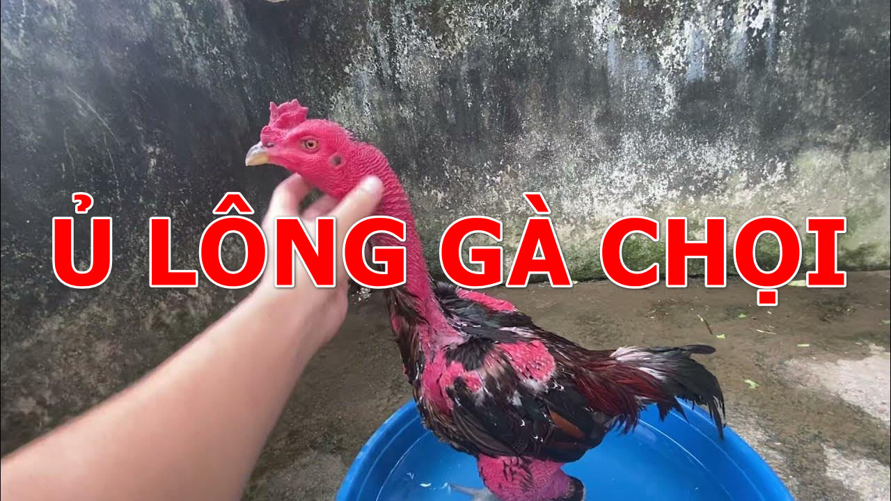 Cách phủ lông gà chọi đúng cách từ các sư kê