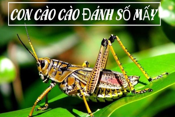 Tìm hiểu về cách phòng chống cào cào vào nhà hiệu quả