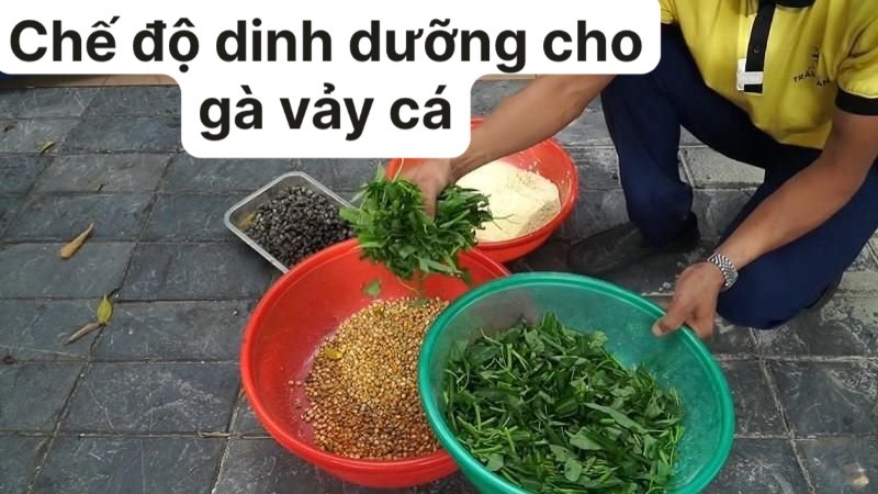 Gà vảy cá và một số sự thật thú vị bạn nên biết