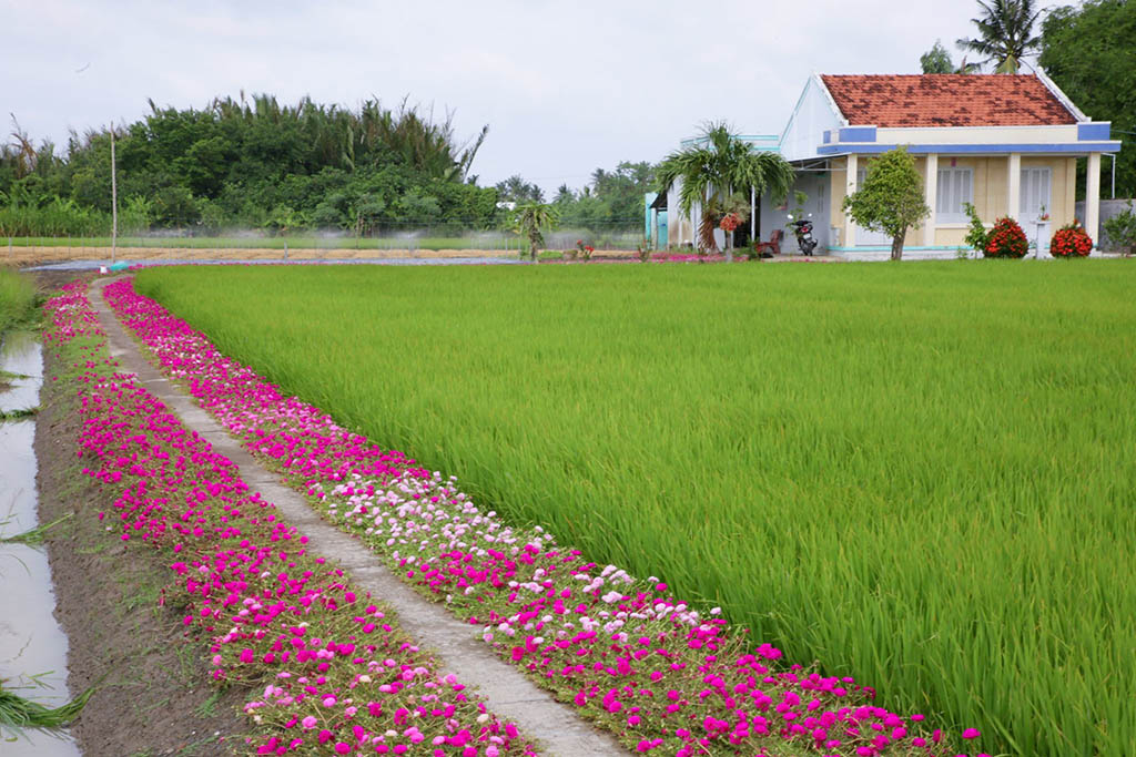 Nằm mơ thấy hoa mười giờ có ý nghĩa gì? Tốt hay xấu? Đánh cái gì cơ?