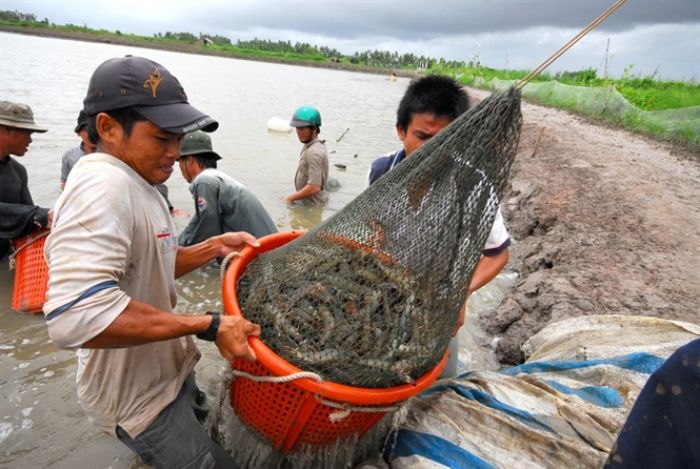 Khám phá điềm báo trong giấc mơ bắt được tôm - Marshill.Com