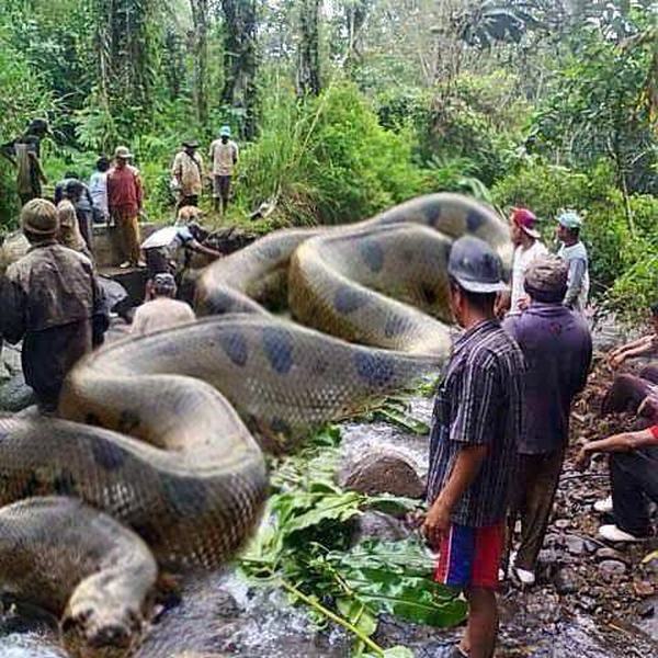 Nằm Mơ Thấy Rắn To Khổng Lồ Đánh Con Gì | 14 Cặp Số Hên