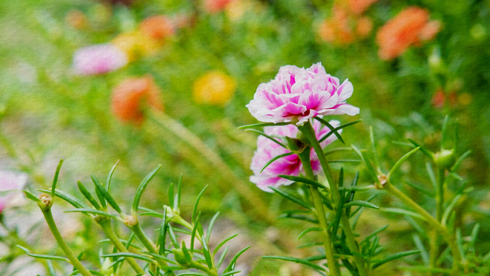 Sự tích hoa Mười Giờ [Truyện cổ tích các loài hoa] - Thế giới cổ tích