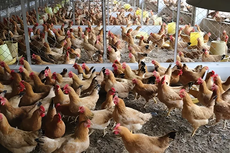Gà Ri là loại gà gì? Đặc điểm và tiềm năng kinh tế từ A đến Z