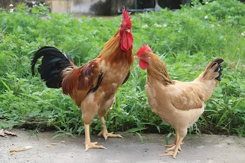 Gà Ri là loại gà gì? Đặc điểm và tiềm năng kinh tế từ A đến Z