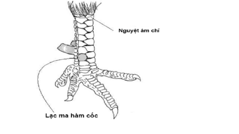 Hướng của Cân Gà Trống của Mặt Trăng: Hiểu biết chi tiết và Phân tích ý nghĩa