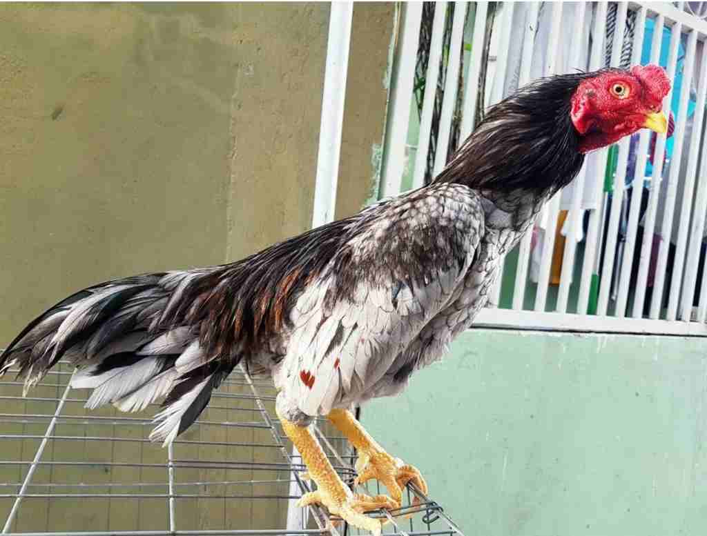 Những giống gà chọi được ưa chuộng nhất tại Việt Nam hiện nay