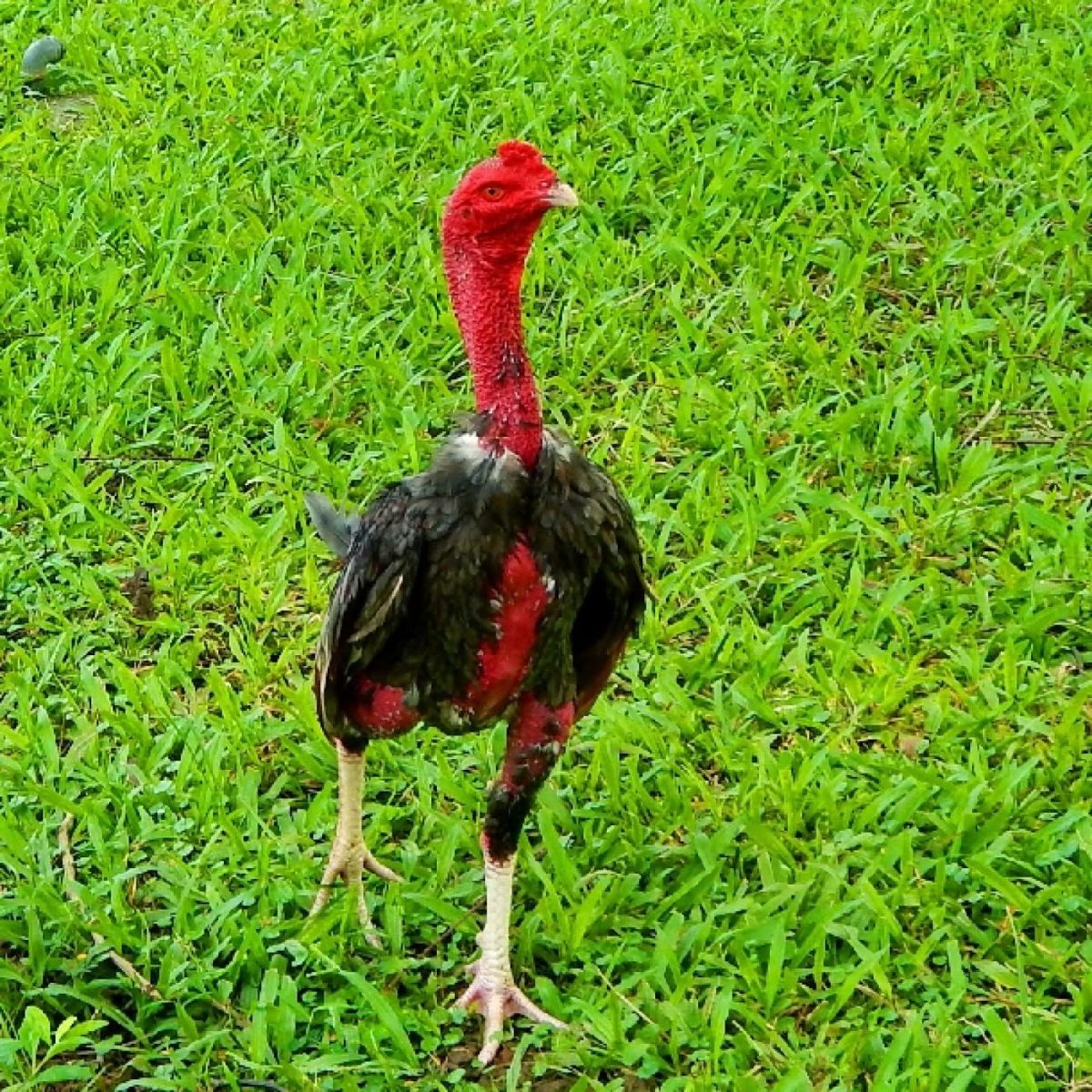 Những giống gà chọi được ưa chuộng nhất tại Việt Nam hiện nay