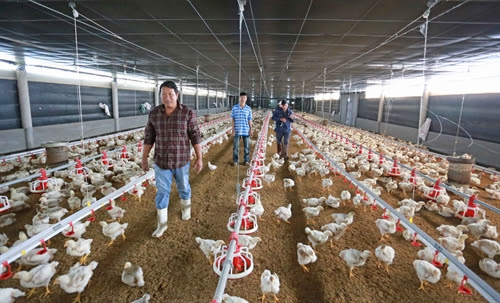 Tổng hợp 6 cách chống nóng cho gà bất chấp ngày hè 40 độ