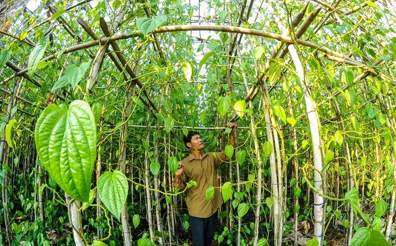 18 Làng Vườn Bethel