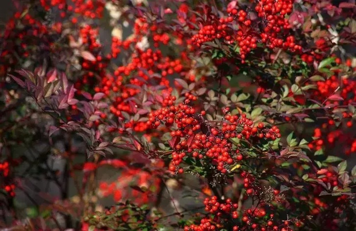 Cây cảnh bốn mùa mang lại may mắn, hạnh phúc cho gia đình - Ảnh 4 Cay canh 4 mua ruc ro, mang lai tai loc, phuc khi cho gia dinh-Hinh-4