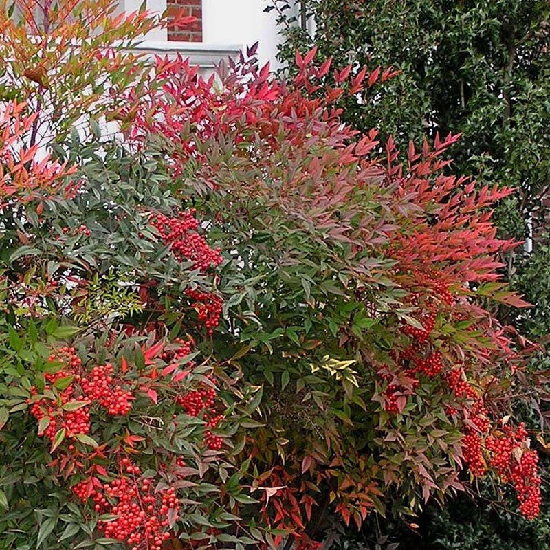 Cây cảnh bốn mùa mang lại may mắn, hạnh phúc cho gia đình - Hình 5 Cay canh 4 mua ruc ro, mang lai tai loc, phuc khi cho gia dinh-Hinh-5