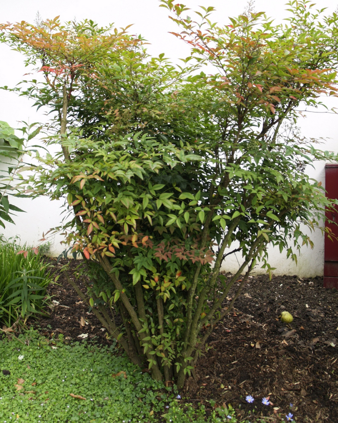 Cây cối là gì? Cây nam thiên trúc là cây gì » Cây xanh HCM