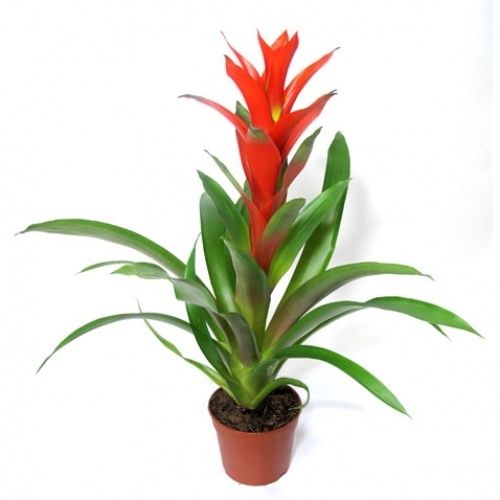 CÂY LAN ĐUỐC ĐỎ , CÂY NẾN ĐỎ | Lazada.vn