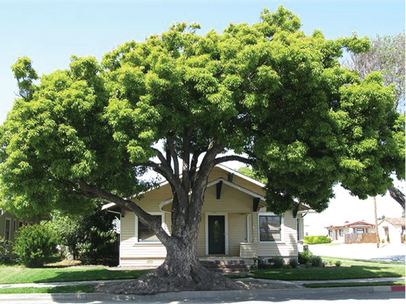 Tác dụng phong thủy của cây long não và cách đặt cây đúng cách trong không gian sống | Cây xanh Tân Thủy