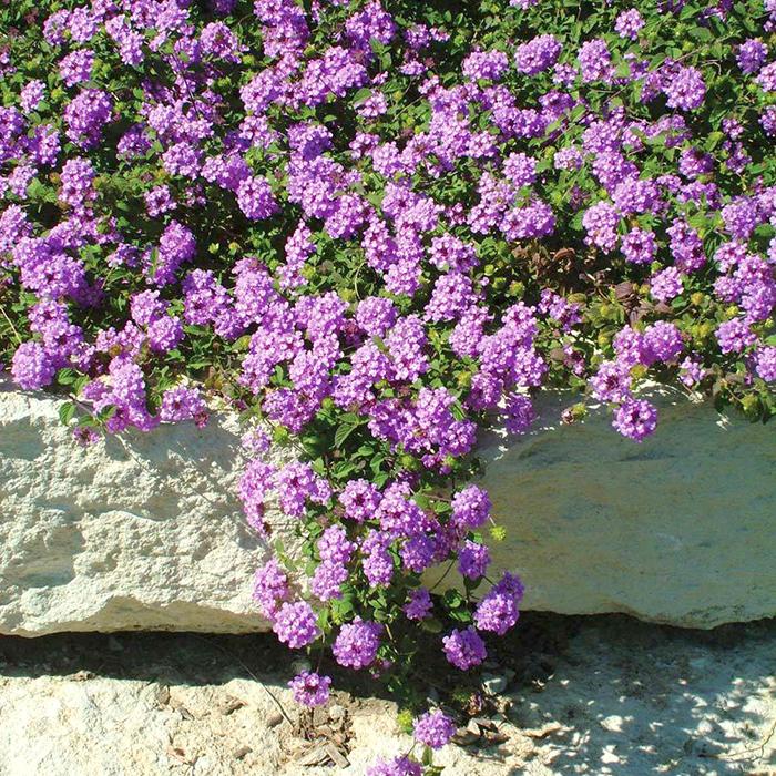 Hoa ngũ sắc - đặc điểm, tính chất và cách chăm sóc để hoa nở quanh năm