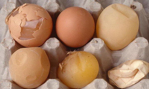 Biện pháp phòng tránh hội chứng giảm đẻ trên gà