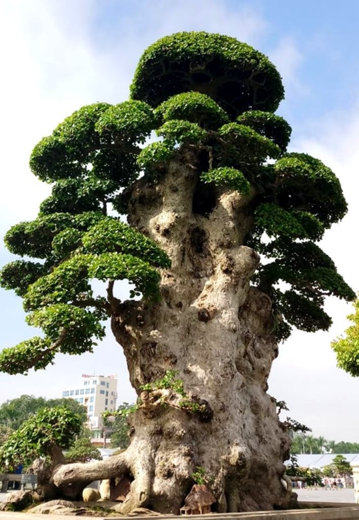 Loại cây cảnh trước chỉ trồng làm hàng rào nay được nâng tầm đẳng cấp có  tiền chưa chắc đã mua được