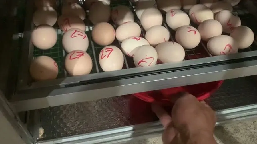 Cách Nhận Biết Trứng Gà Sắp Nở Và Trứng Bị Hỏng Khi Ấp Bằng Máy Ấp Trứng