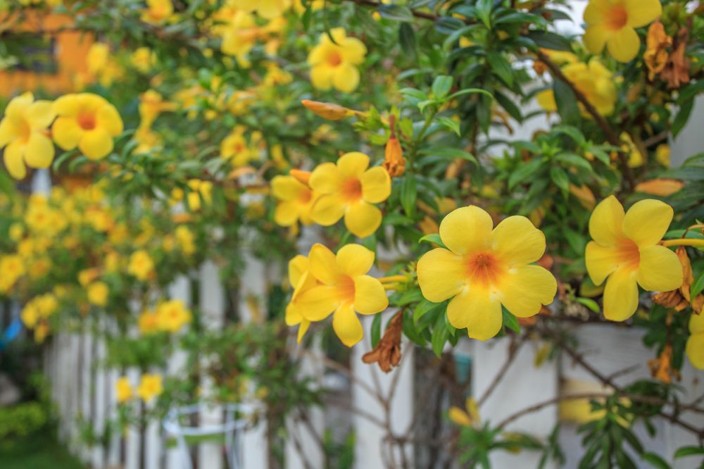 Nữ hoàng bóng đêm: Ý nghĩa phong thủy, cách trồng và chăm sóc, tạo nên vẻ đẹp tinh tế cho ngôi nhà của bạn - Hoa Việt Nam