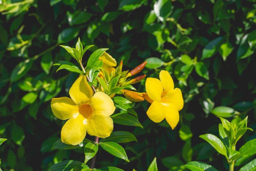 Nữ hoàng bóng đêm: Ý nghĩa phong thủy, cách trồng và chăm sóc, tạo nên vẻ đẹp tinh tế cho ngôi nhà của bạn - Hoa Việt Nam