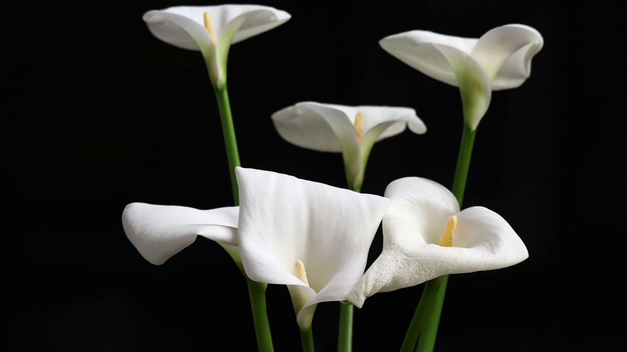 Ý nghĩa của hoa loa kèn - Sự lựa chọn tinh tế cho ngày trọng đại của bạn