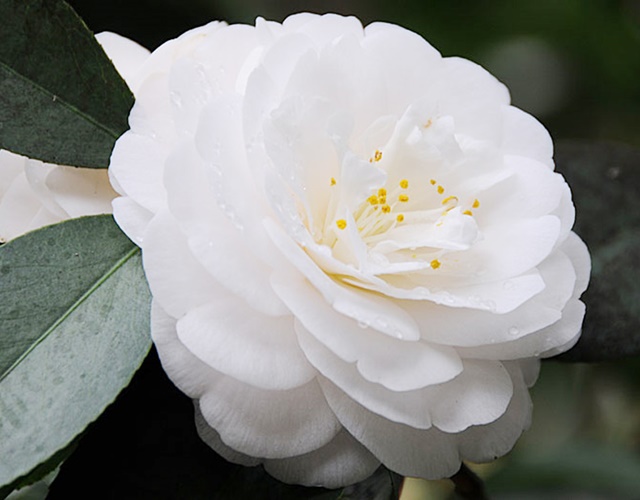 Hoa trà là gì? Cách trồng và chăm sóc hoa đẹp