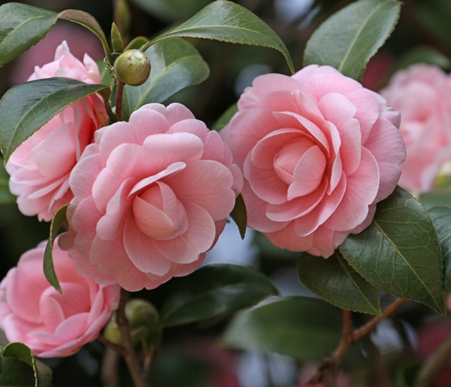 Hoa trà là gì? Cách trồng và chăm sóc hoa đẹp