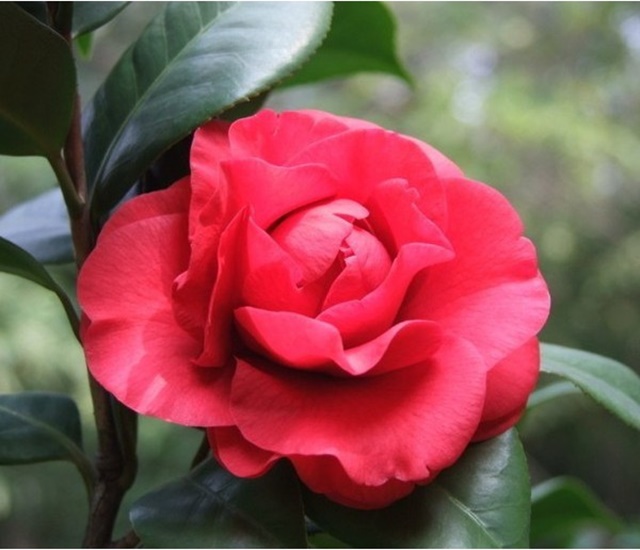 Hoa trà là gì? Cách trồng và chăm sóc hoa đẹp