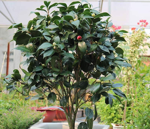 Hoa trà là gì? Cách trồng và chăm sóc hoa đẹp