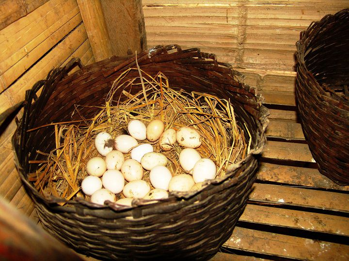 Mảng bám bên trong miệng gà khi bị nấm tiêu hoá