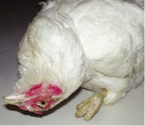 CÁC BỆNH DO THIẾU VITAMIN Ở GÀ - Gà thiếu vitamin E nghẹo đầu