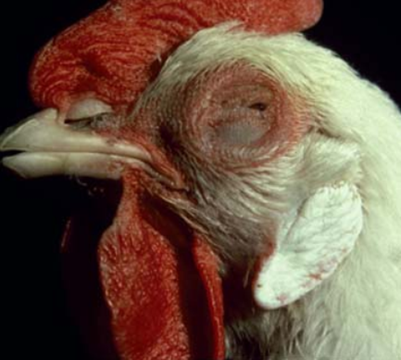 CÁC BỆNH DO THIẾU VITAMIN Ở GÀ - Co quắp