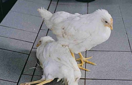 CÁC BỆNH DO THIẾU VITAMIN Ở GÀ - Công ty CP Thiên Quân