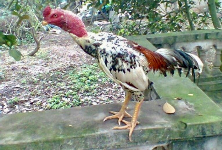 Tại Sao Gà Ngũ Sắc Chân Vàng Được Ưa Chuộng? Cách Chăm Sóc Hiệu Quả - Cozy Vietnam Travel