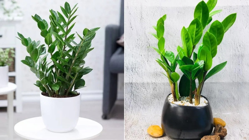 Cây Kim Tiền hợp mệnh Thủy