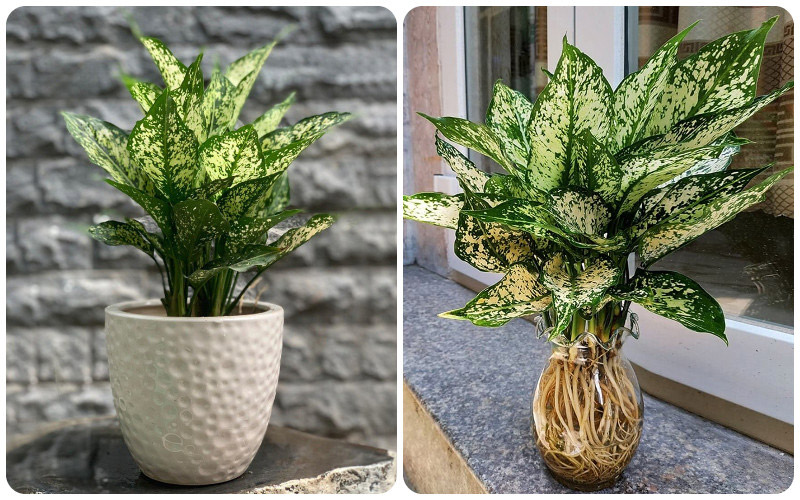 Cây Ngọc Ngân hợp mệnh Thủy