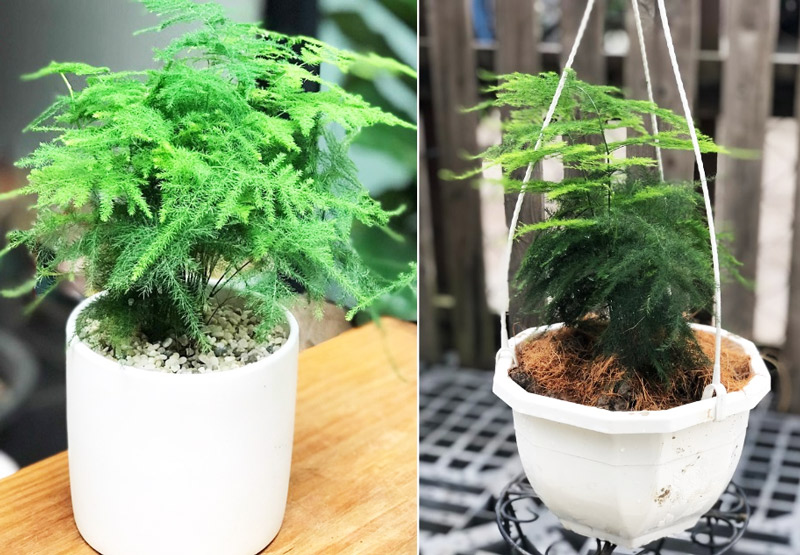 Cây Thủy Tùng hợp mệnh Thủy