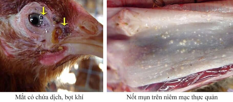 Bệnh Đậu Gà Fowl Pox và cách phòng, trị bệnh - Cẩm nang nuôi trồng sinh vật cảnh