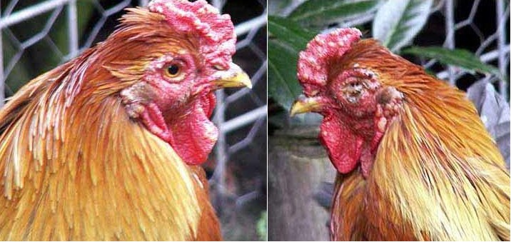 Bệnh Đậu Gà Fowl Pox và cách phòng, trị bệnh - Cẩm nang nuôi trồng sinh vật cảnh