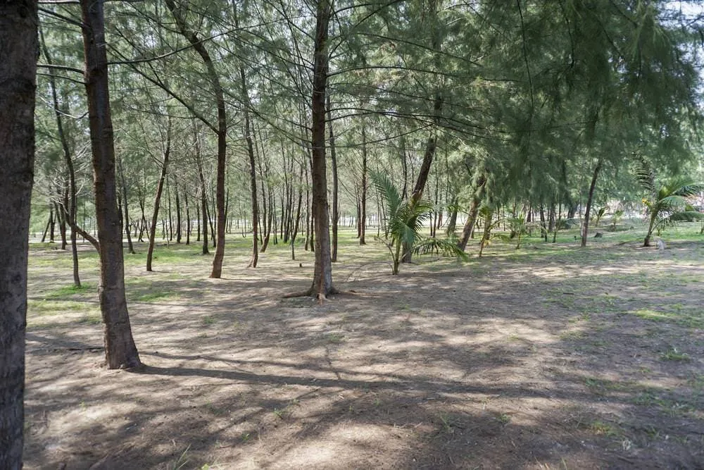 Công dụng của cây phi lao