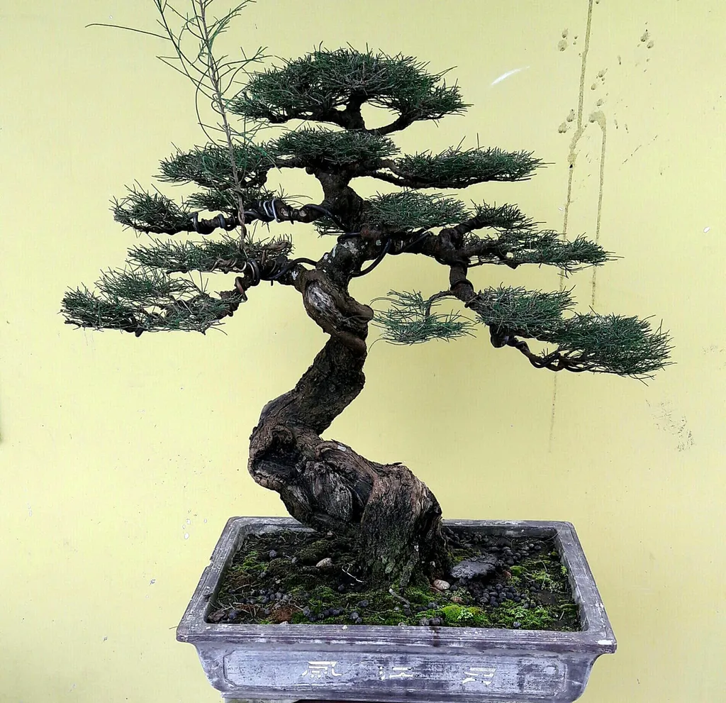 Ý nghĩa phong thủy của cây phi lao cảnh