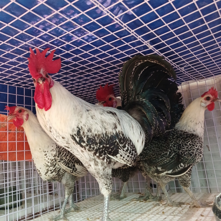 Gà Ai Cập Vằn siêu trứng - Cách chăm sóc