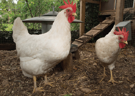 Gà Leghorn - Tin tức Chăn nuôi - Tạp chí Chăn nuôi Việt Nam