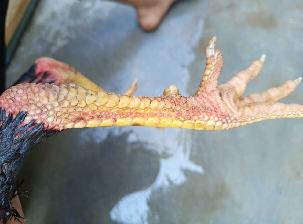 Vảy gà vấn cán là gì? Hé lộ tướng kê hiếm gặp 10 Hình dáng vảy gà vấn cán