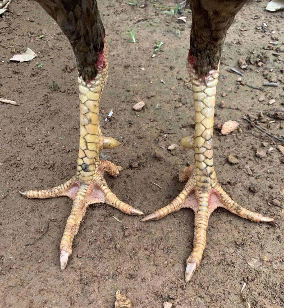 Vảy gà vấn cán là gì? Hé lộ tướng kê hiếm gặp